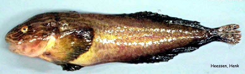 Liparis liparis_05 Heessen, Henk.jpg